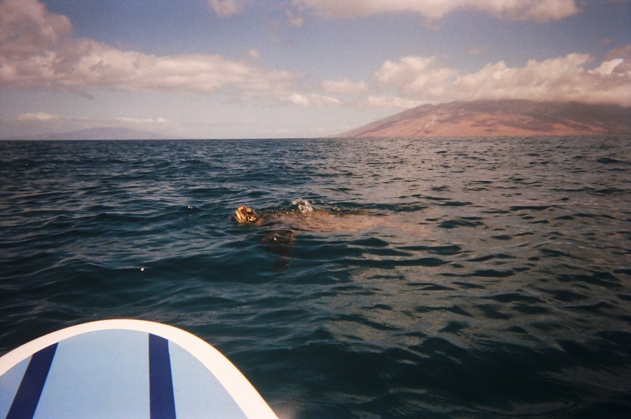 Here come the turtles!