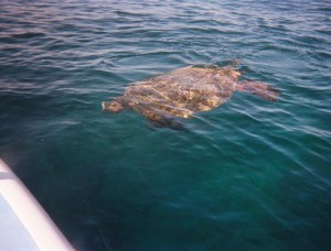 69090010 Seven Turtles!