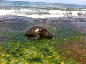 Turtle on Oahu!