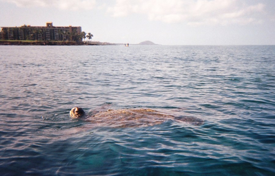 turtles, turtles, everywhere!