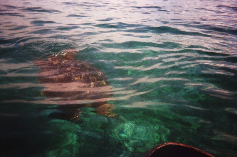 Here turtle, turtle!