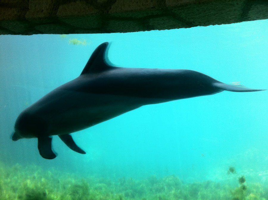 Dolphins!!!
