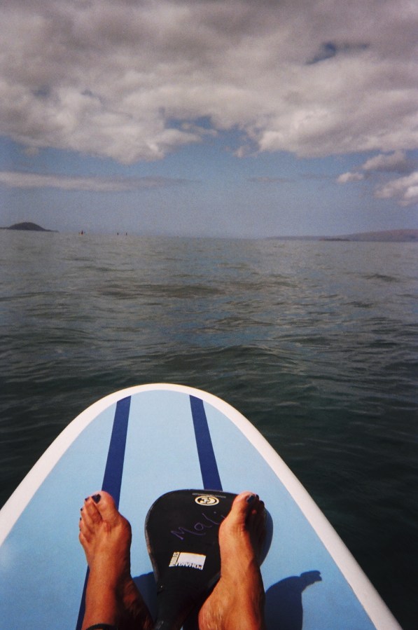 here turtle, turtle!