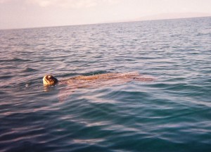 Here turtle, turtle!