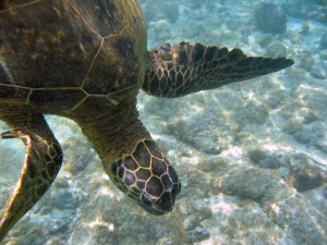 Love the Honu!