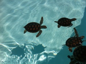 Baby turtles!