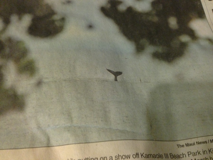 A whale of a tale!