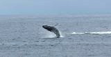 whale breeching!