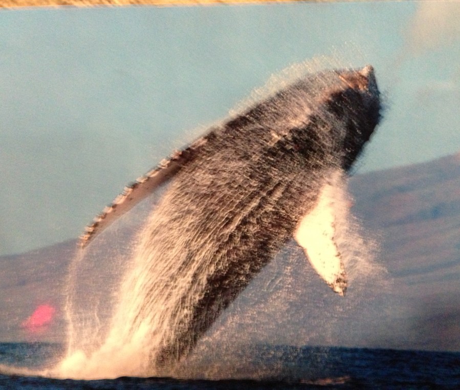 Amazing whales!
