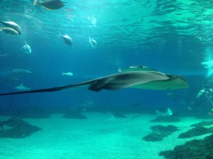 Manta Rays!