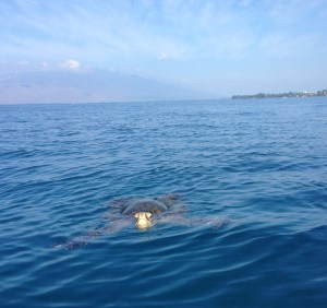 Oh hello turtle!