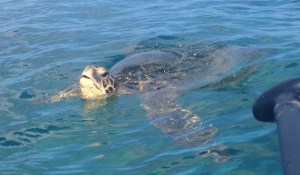 Fancy meeting you here!