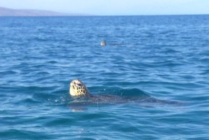 I caught two turtles surfacing at the same time!