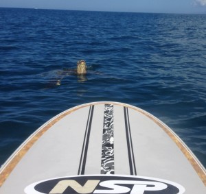 Hello there Torpedo head!