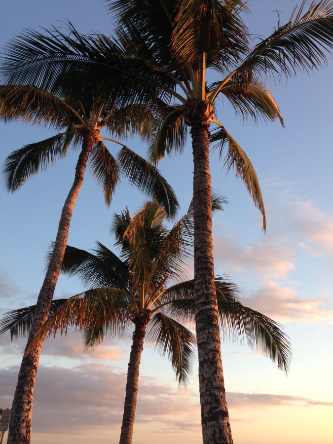 Lovely sunset lighting up the palm trees!