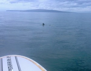 One turtle is better than no turtles!